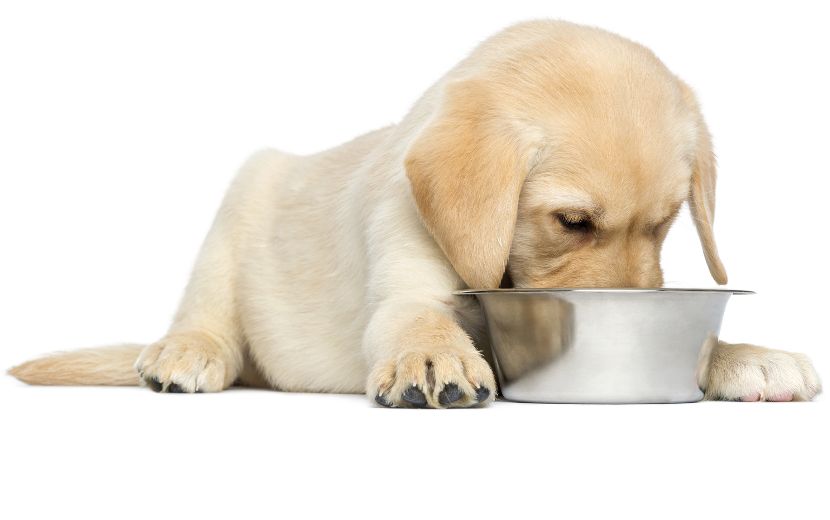 Comedouros em inox para cães Comedouros em inox para cães
